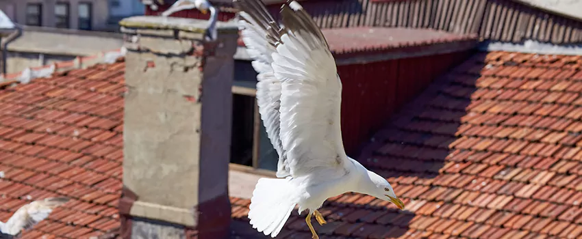 Residential Chimney Animal Removal Solution in Southfield, MI